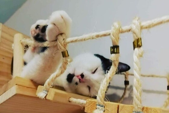 Ronron et gourmandises - photo 0
