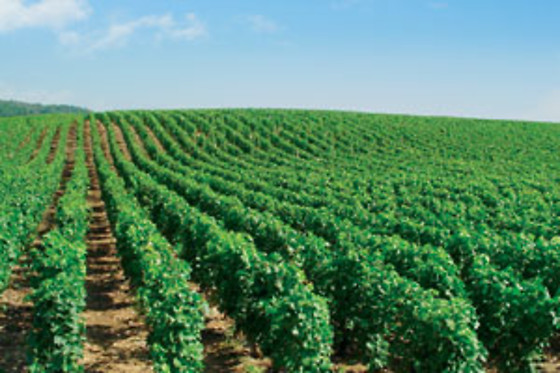 Topaze - photo 4