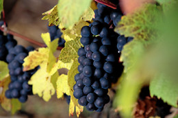 Azienda Agrituristica Montetondo