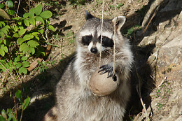 Parc animalier d'Ecouves