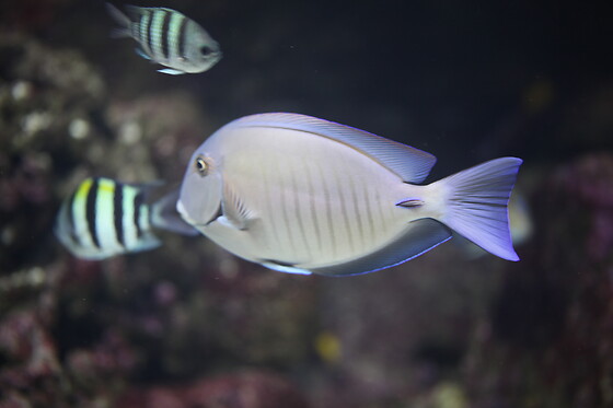 Aquarium de Paris - photo 1