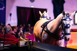Zagal Cabaret