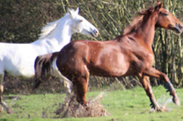 Poney Club de Saint-Christophe