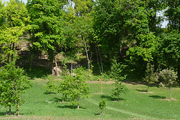 Le Cep enchanté
