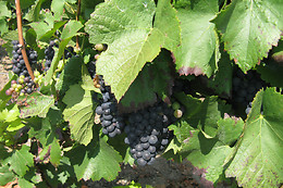 Champagne Pierre Laurent