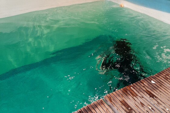 Diving Force - photo 2