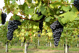 Antichi Vigneti di Cantalupo