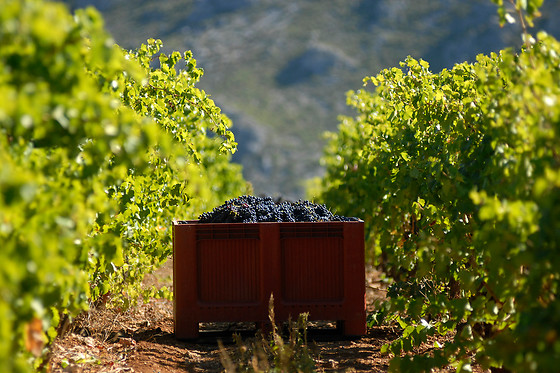 Domaine Virgile Joly et Cie - photo 0