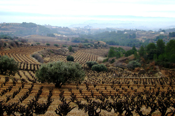 BODEGA MIQUEL JANÉ - photo 4