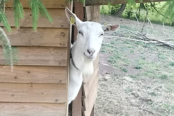 La maison d'hotte - photo 13
