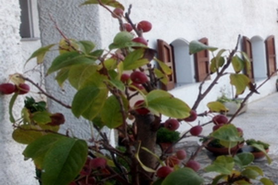 Il Melo Residence - photo 1