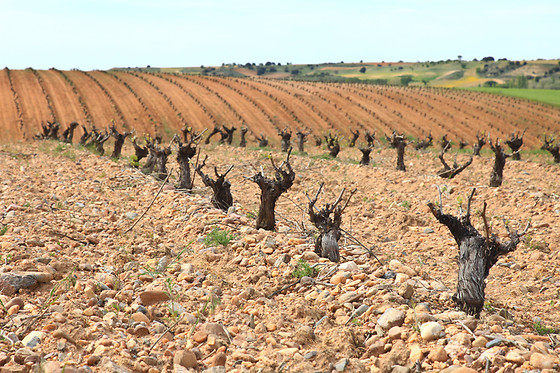 BODEGA RAMON RAMOS - photo 3