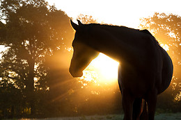 Espace Equestre du Pays de Retz