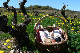 Le domaine Grand Guilhem