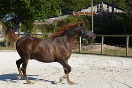 Espace Equestre du Pays de Retz