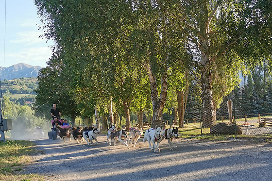 Passion Traîneau - photo 9