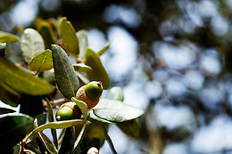 HERDADE DE COELHEIROS