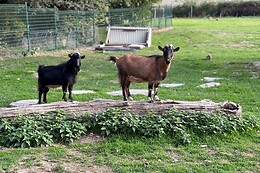 Les roulottes de kuzco
